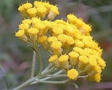 Helichrysum Essential Oil