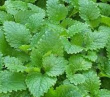 Melissa Leaf Essential Oil