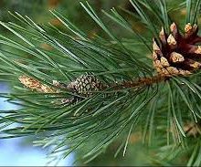 Pine Essential Oil