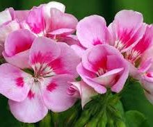 Rose Geranium Essential Oil