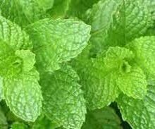 Spearmint Essential Oil