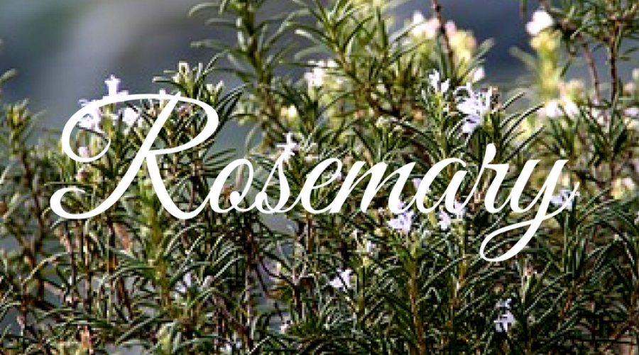 Rosemary