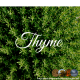 Thyme – Care About This Super Herb
