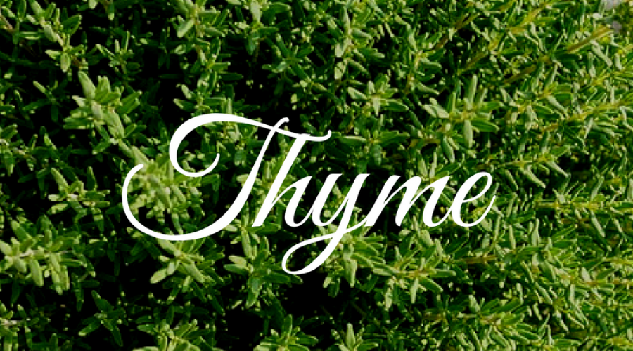 thyme